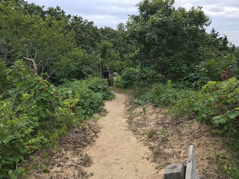 Beware of poison ivy through the bushes along the lollipop loop of Try Island Trail.