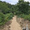 Beware of poison ivy through the bushes along the lollipop loop of Try Island Trail.