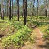 Smooth and windy singletrack on the Faye and Dutch Bike Trail.