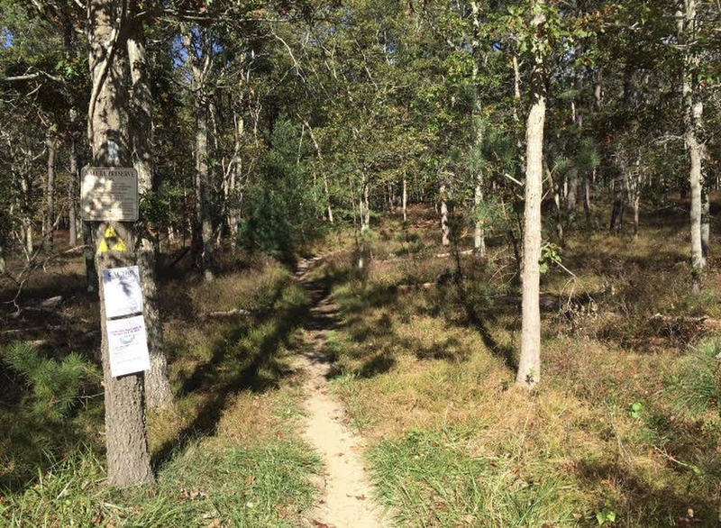 Look for this tree marking the start point of the trail.