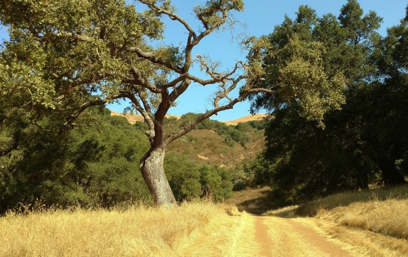 Heading up to Bald Peaks Trail, on Needlegrass Trail.