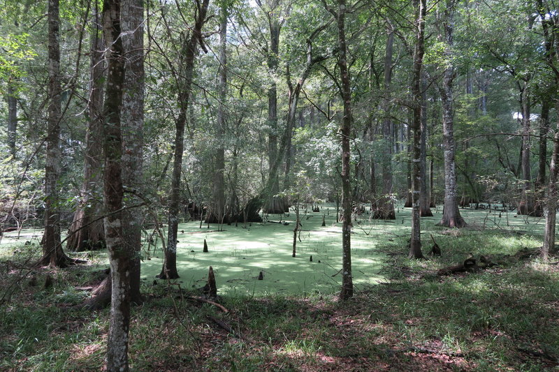 Cypress Swamp.