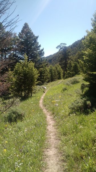 Dense trees give way to more open meadows and spotty forest as you descend down the canyon.