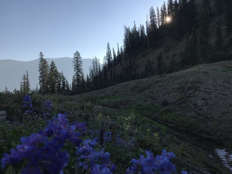 Wildflowers galore! Full bloom in the mountains is typically in July.