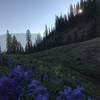 Wildflowers galore! Full bloom in the mountains is typically in July.