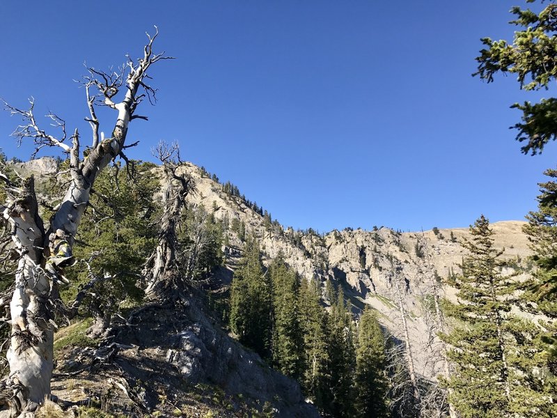 At the beginning of the ridge on the Garden Canyon side looking back towards the south/west.