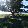 Gate next to tree for easement across private property. Be sure to close the gate.