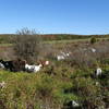 Goats may be along the trail.