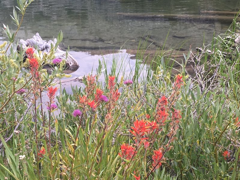 Wildflowers next to Long Lake - Paint Brush.