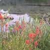 Wildflowers next to Long Lake - Paint Brush.