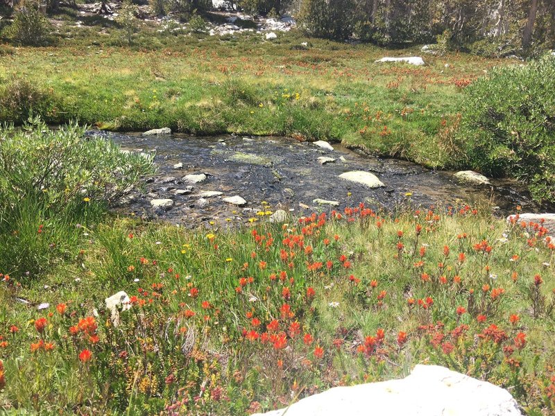 Lots of wildflowers on the way to Gem Lake.