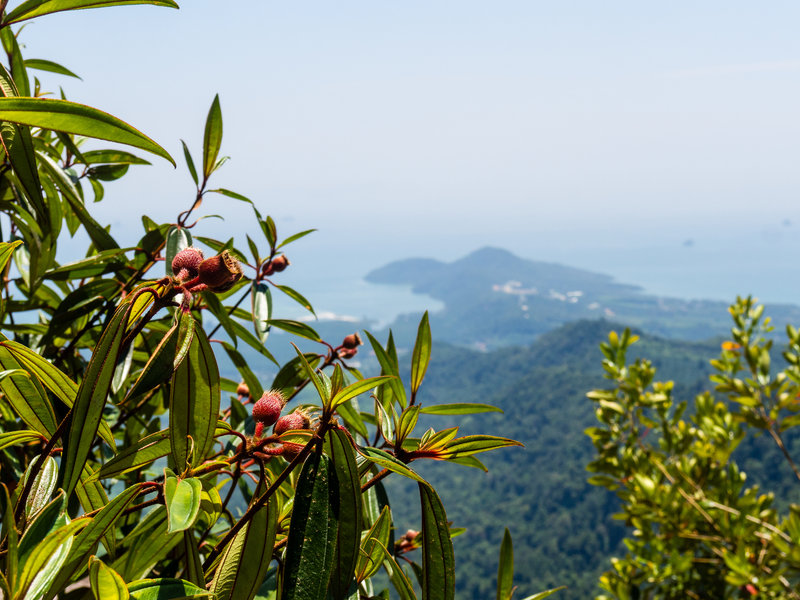 Foreground - vegetation; background - western Krabi peninsula.