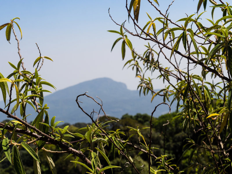 Doi Inthanon, the highest point in Thailand, peeking through the foliage.