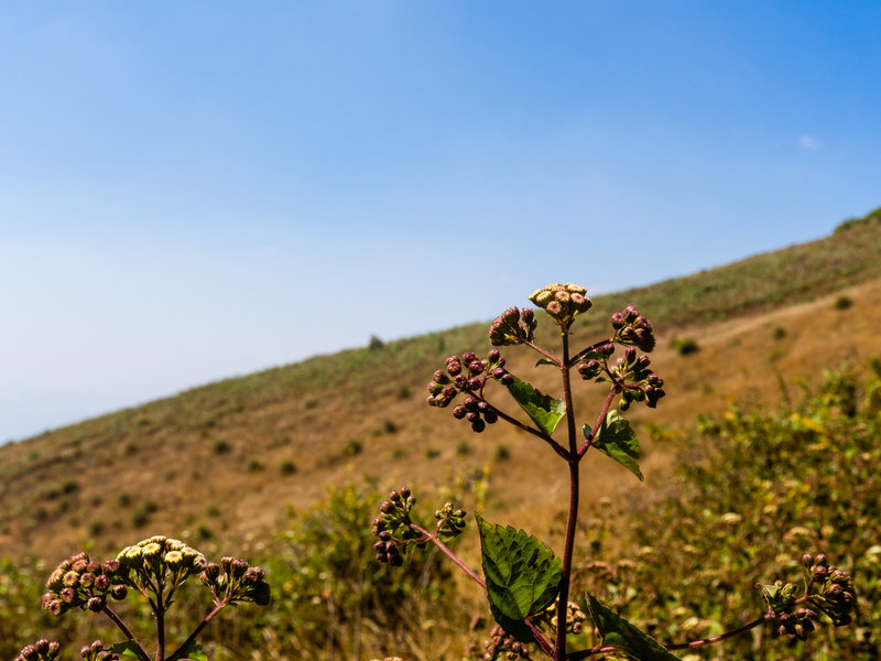 Breaking into the subalpine meadow.