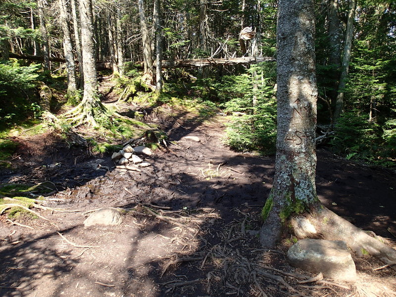 Trail direction carved into tree for Street Mountain (to the left) and Nye Mountain (to the right).