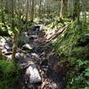 Trail above 3500 feet is rough but lined with green moss. Beautiful