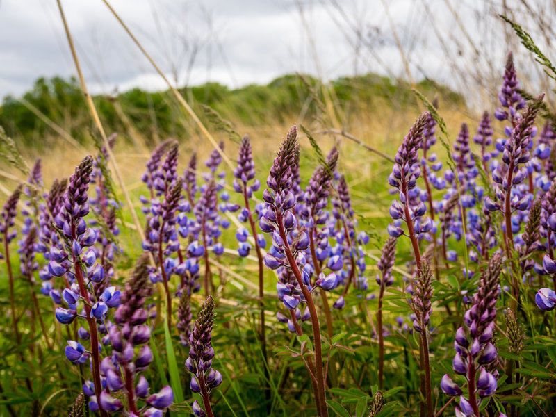 Lupine in mid-summer at Governor Nelson State Park.