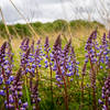 Lupine in mid-summer at Governor Nelson State Park.