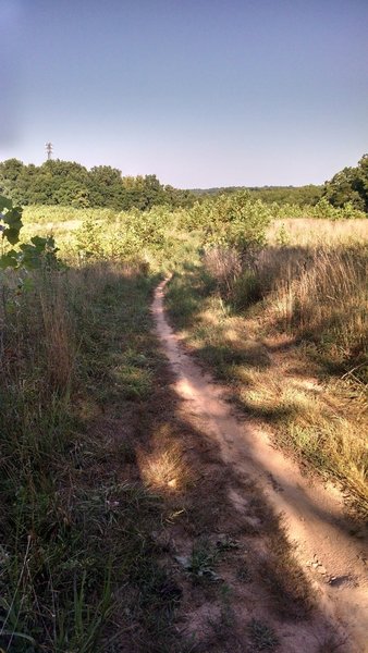 Entering a meadow from the Yellow Trail.