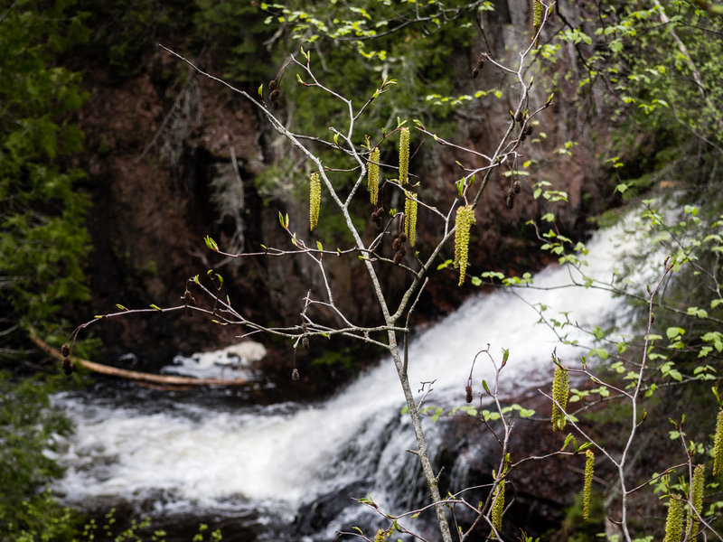 Kadunce River.