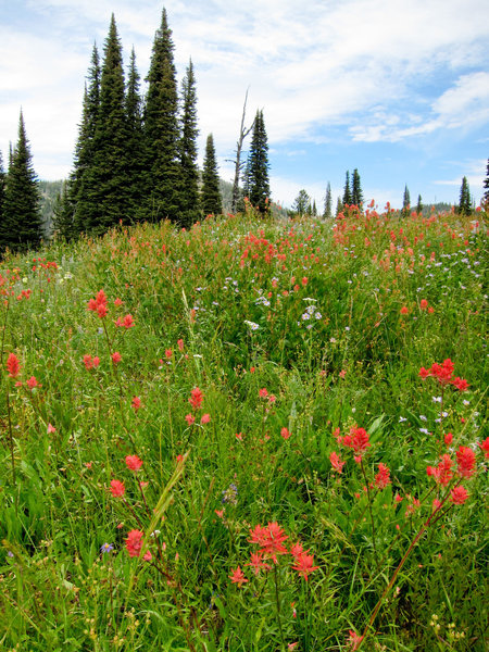 Meadow above Boulder Lake in Payette National Forest.