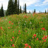 Meadow above Boulder Lake in Payette National Forest.