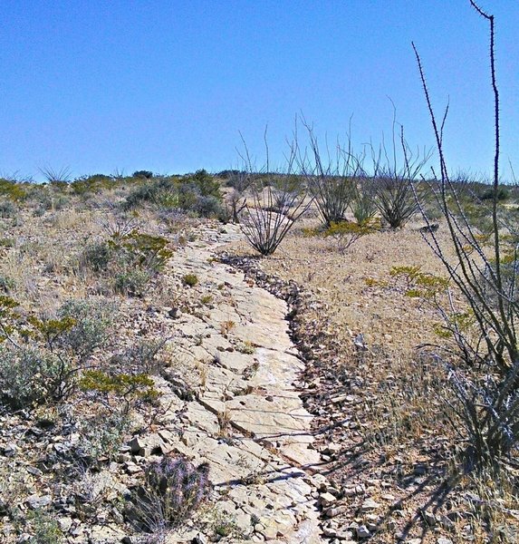 Section of bedrock pavement.