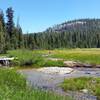 Spring Flowers in August at South Fork Meadow - Near Headwaters of Kaweah River South Fork.