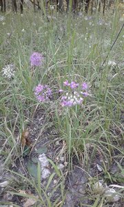 Wildflower spot