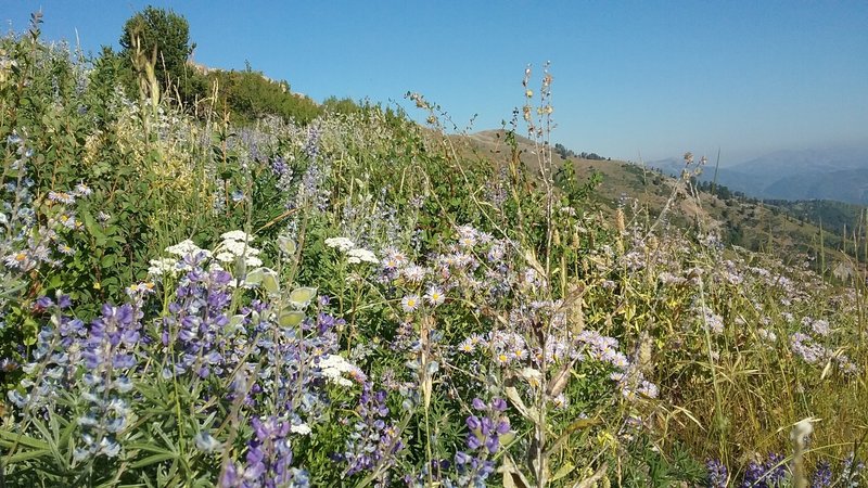 Wildflowers hanging on in spots in early September