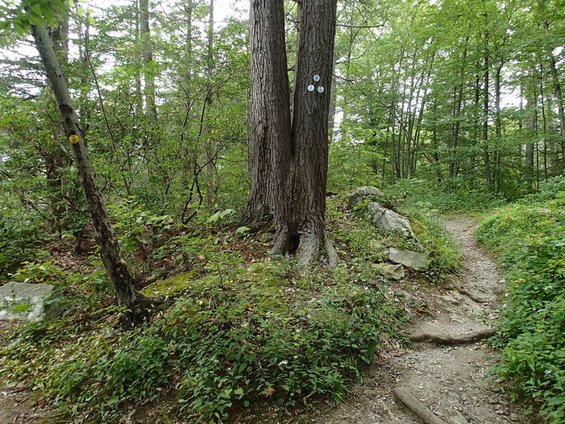 Roaring Brook Trail