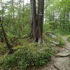 Roaring Brook Trail