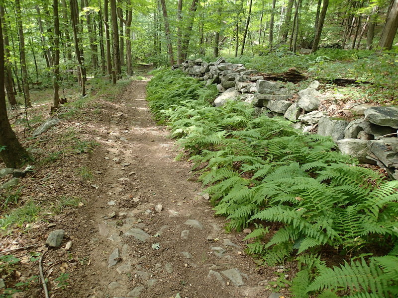 Roaring Brook Trail