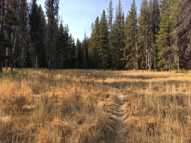 The Pete Creek Trail runs through several meadows before the climbing starts.