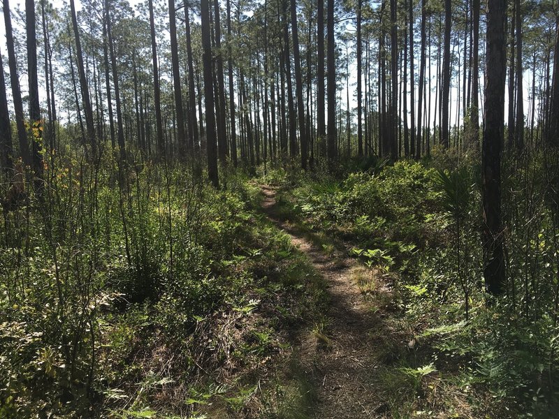 There are some beautiful sights along the trail, especially the fern undergrowth.