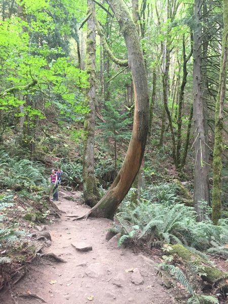 Typical section of trail. Wide, well-maintained.