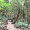 Typical section of trail. Wide, well-maintained.