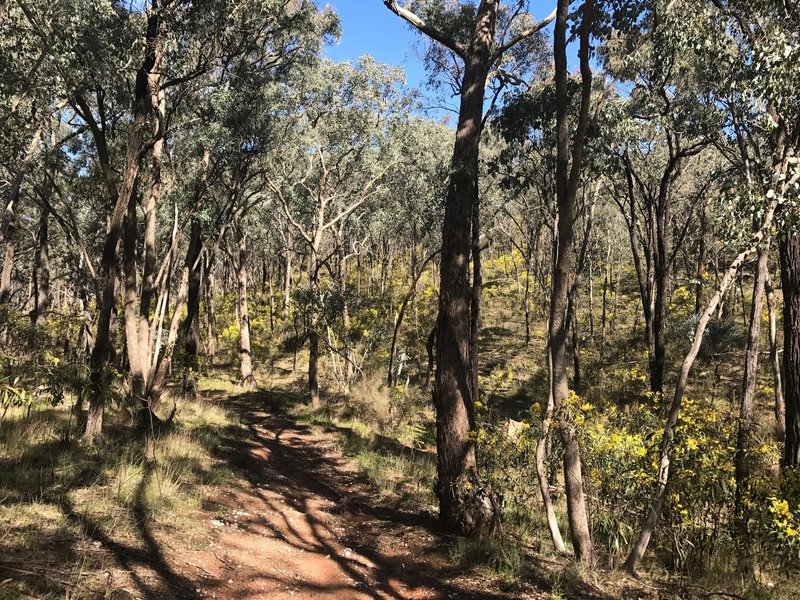 Box Ironbark forest with wattles in the understory