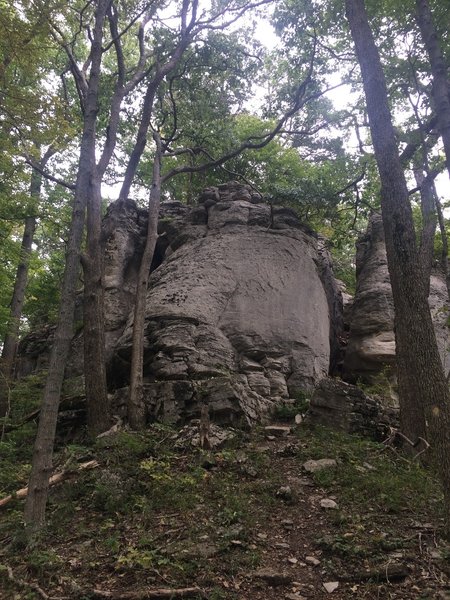 Starved Bear Staircase rising from the forest floor