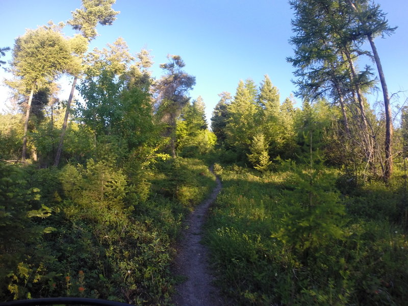 After a steep climb, the trail will level off with some isolated singletrack.
