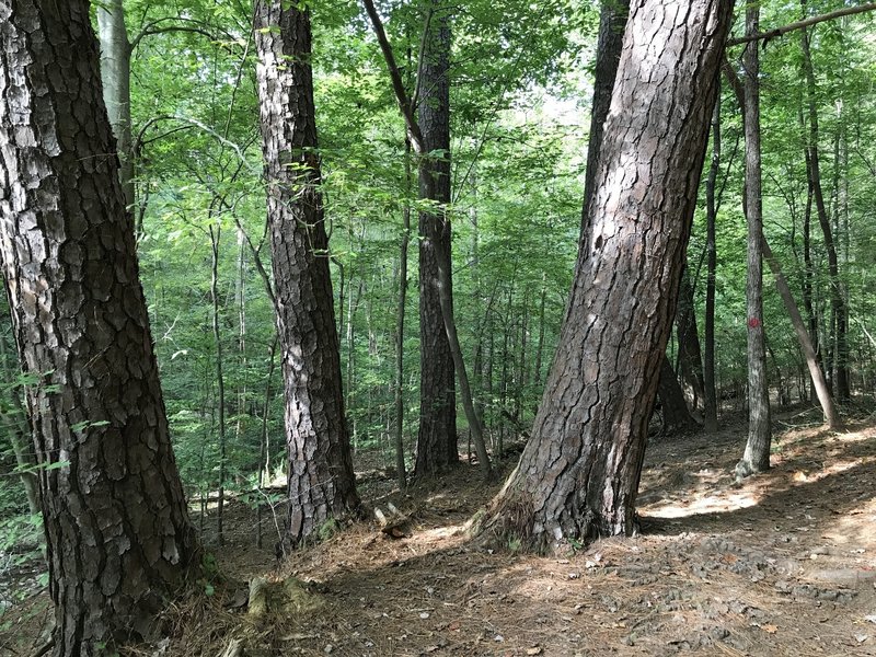 Large loblolly pine along the trail.