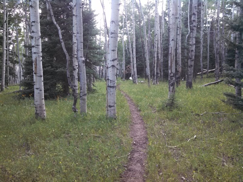 Clear Creek singletrack.