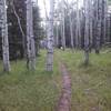 Clear Creek singletrack.