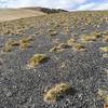 Volcanic glass on summit plateau of Glass Mountain.