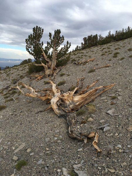 Whitebark Pines on Glass Mountain.