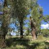 Cottonwood stand near Deadman's Creek