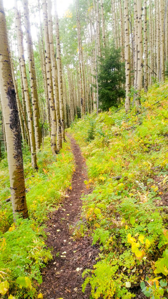 Aspens and ferns