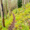 Aspens and ferns