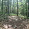 Trail junction Kinnelon-Butler Trail and the Blue-White connector trail