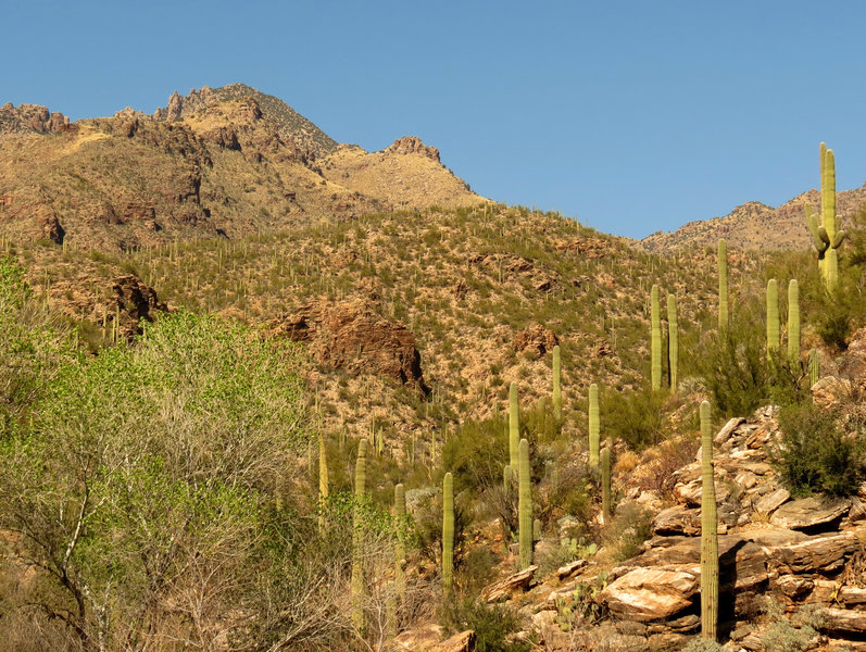 Sabino Canyon.